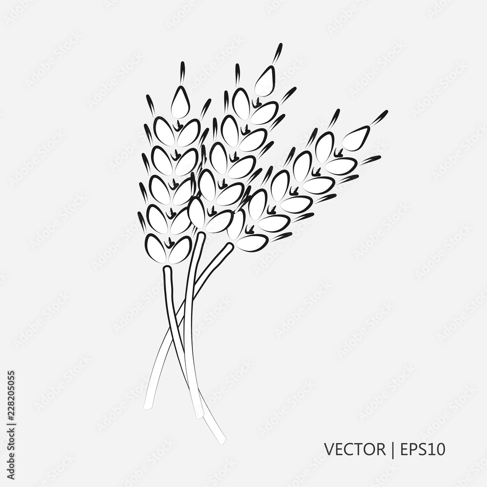 Vector illustration grain harvest wheat grain cereal for bread drawings for children coloring pages vector