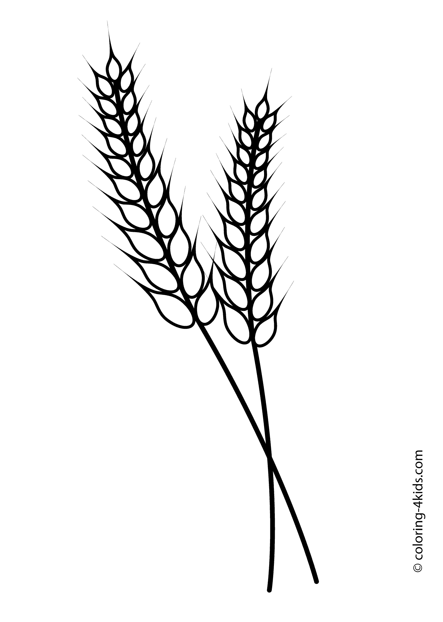 Nature wheat coloring page for kids printable free coloring pages coloring pages for kids first munion banner