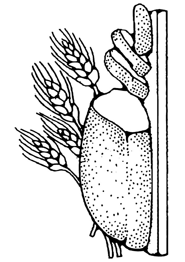 Bread coloring pages