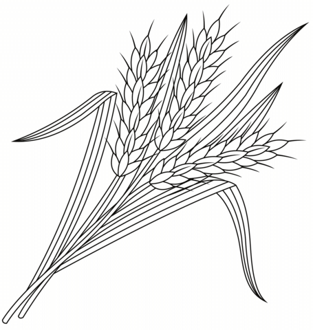 Wheat coloring page free printable coloring pages