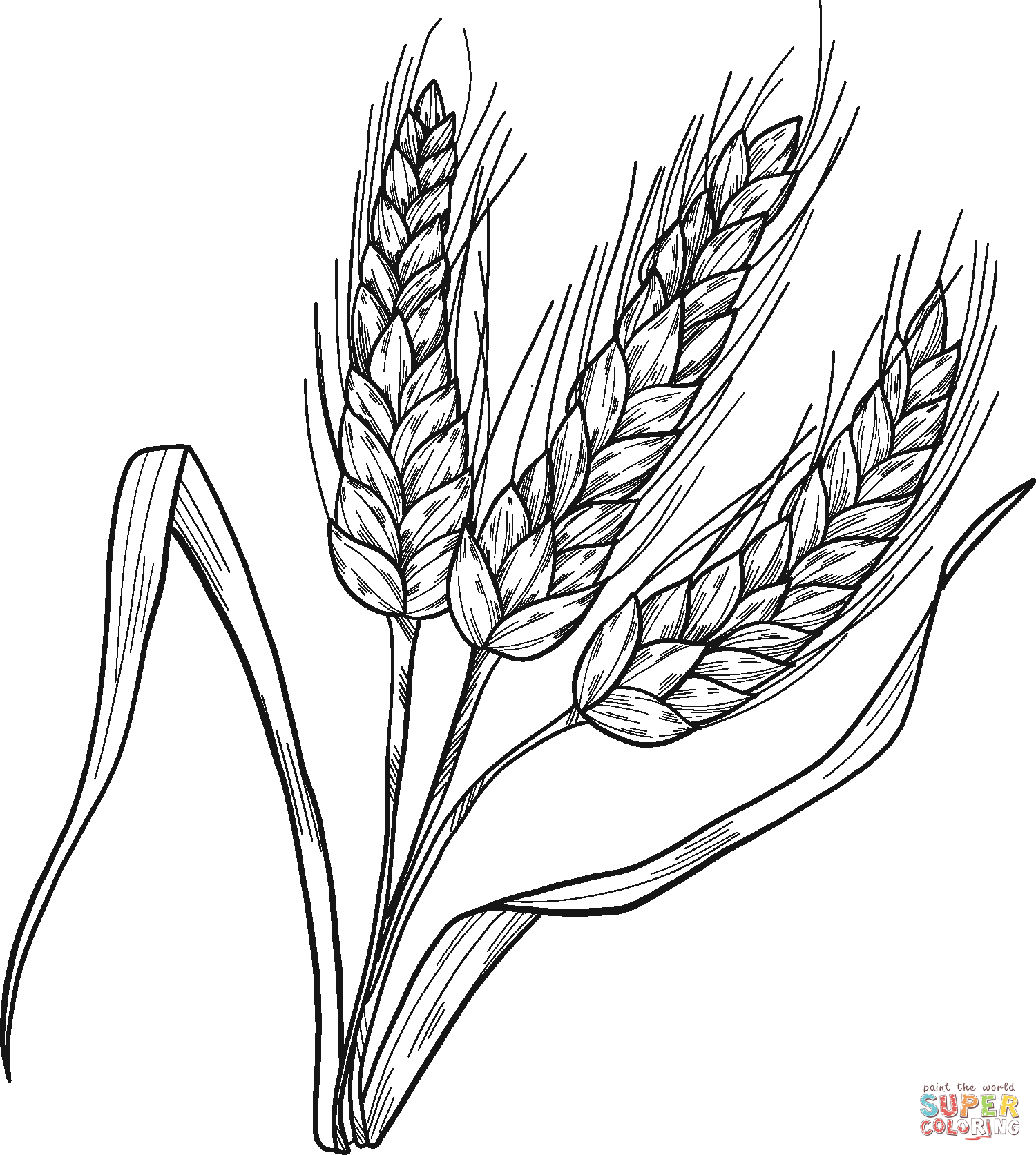 Wheat coloring page free printable coloring pages