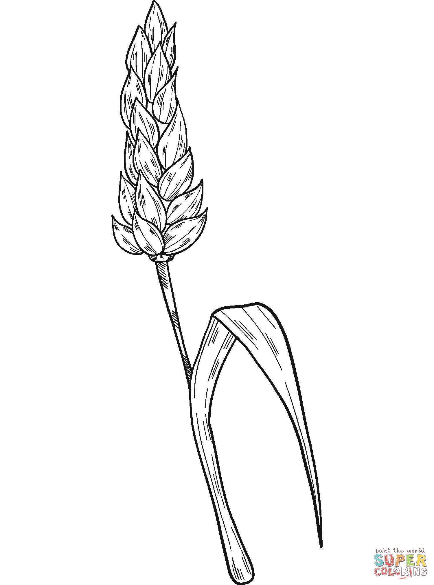 Wheat coloring page free printable coloring pages