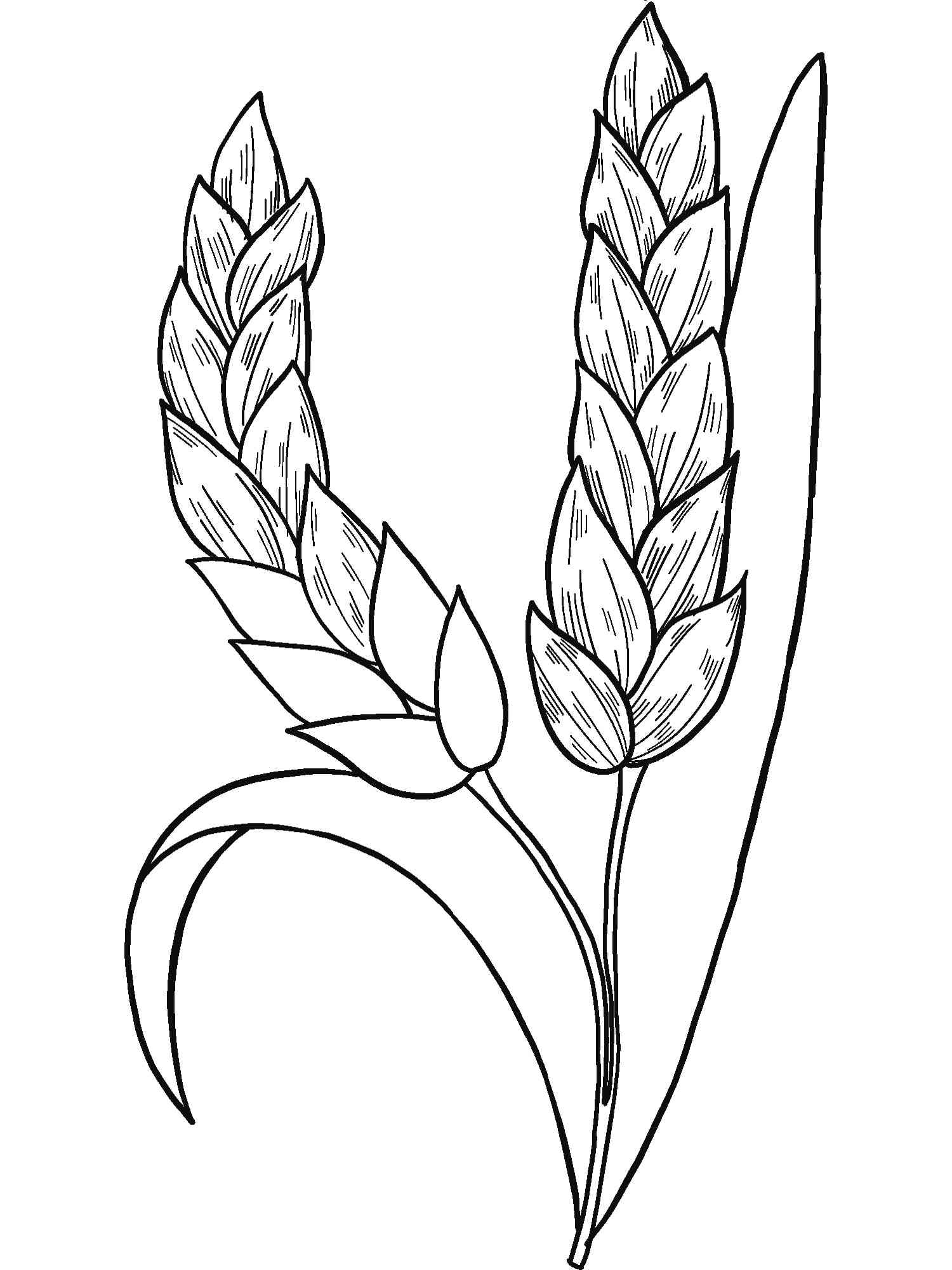 Wheat coloring pages