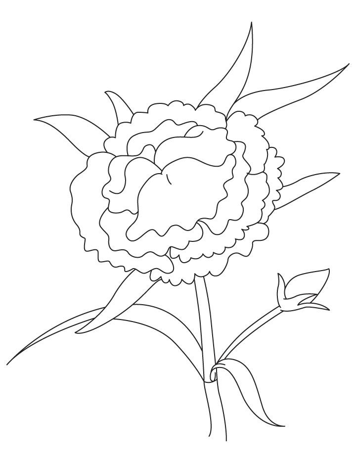 Colombian flower coloring page flower coloring pages coloring pages coloring pages for kids