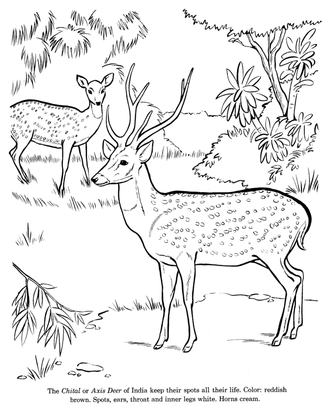 Animal drawings coloring pages chital animal identification drawing and coloring pages