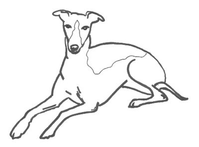 Whippet coloring pages