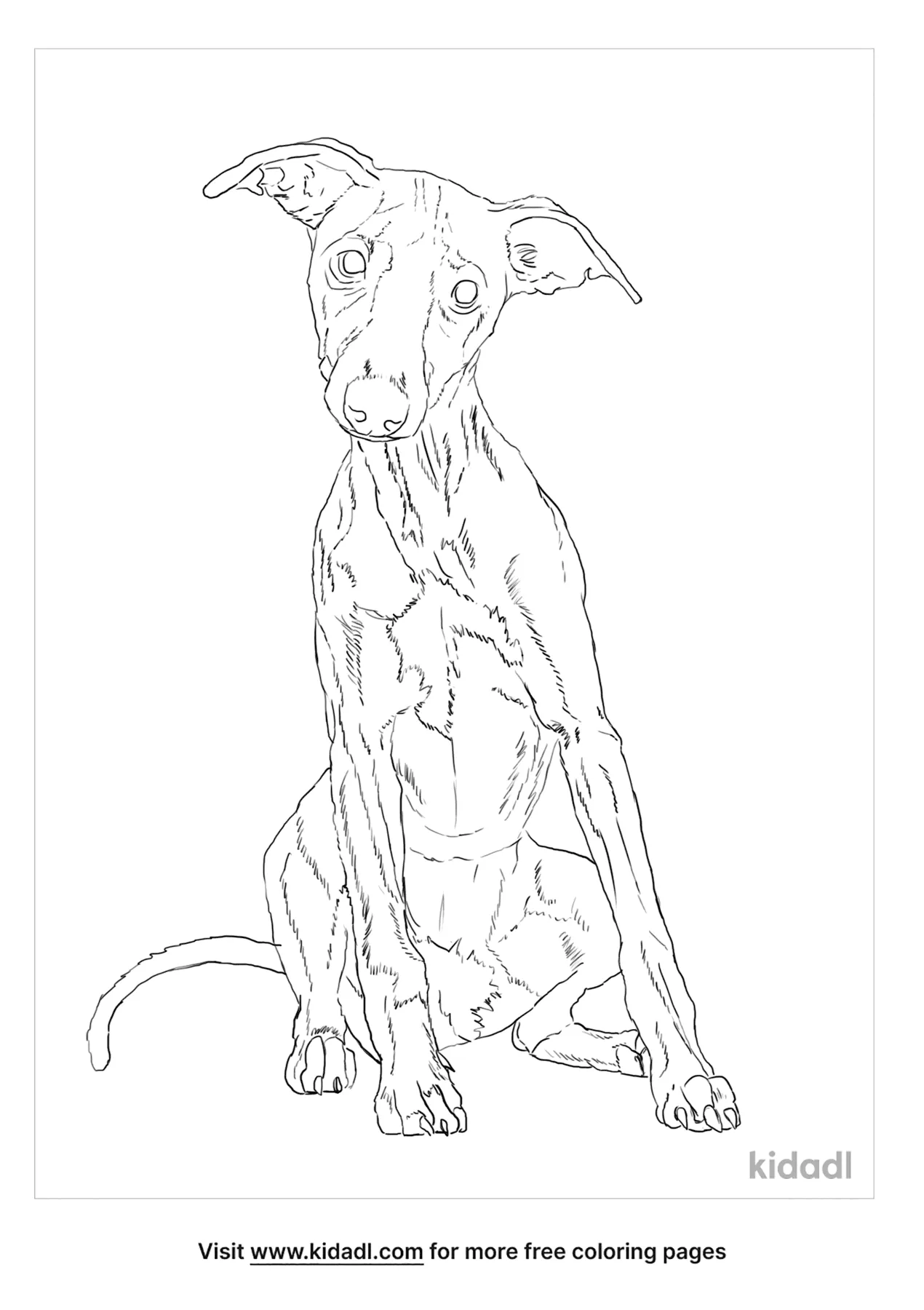 Free whippet coloring page coloring page printables