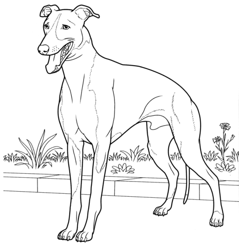 Italian greyhound coloring page free printable coloring pages
