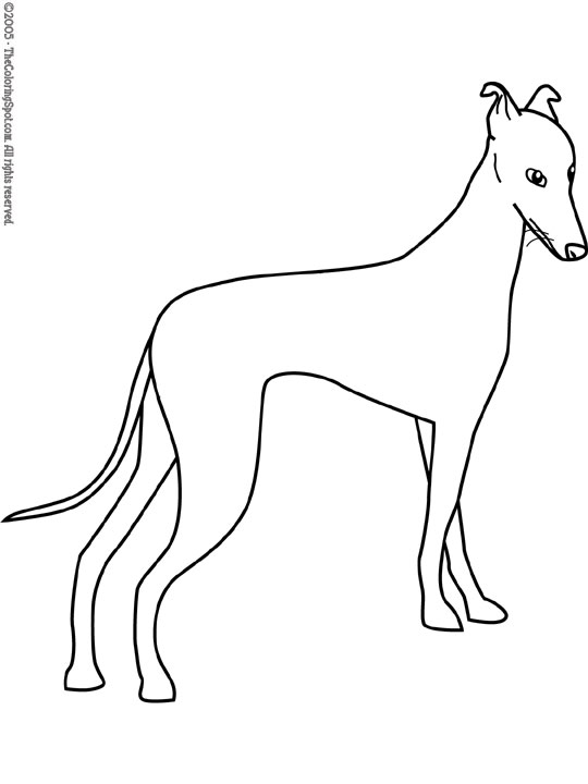 Greyhound coloring page audio stories for kids free coloring pages colouring printables