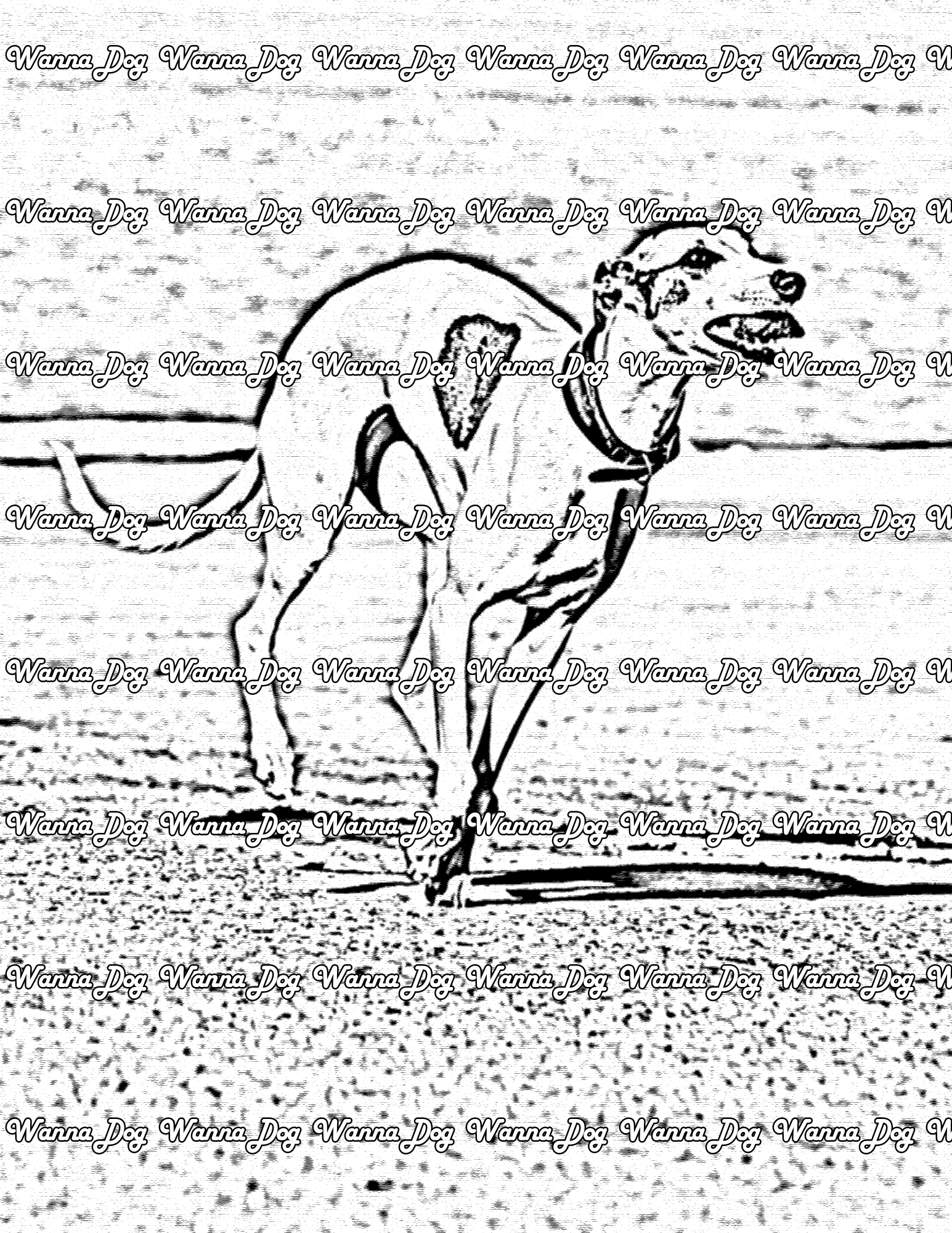 Whippet coloring pages â wanna dog