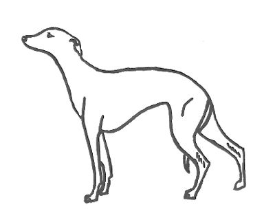 Whippet coloring pages