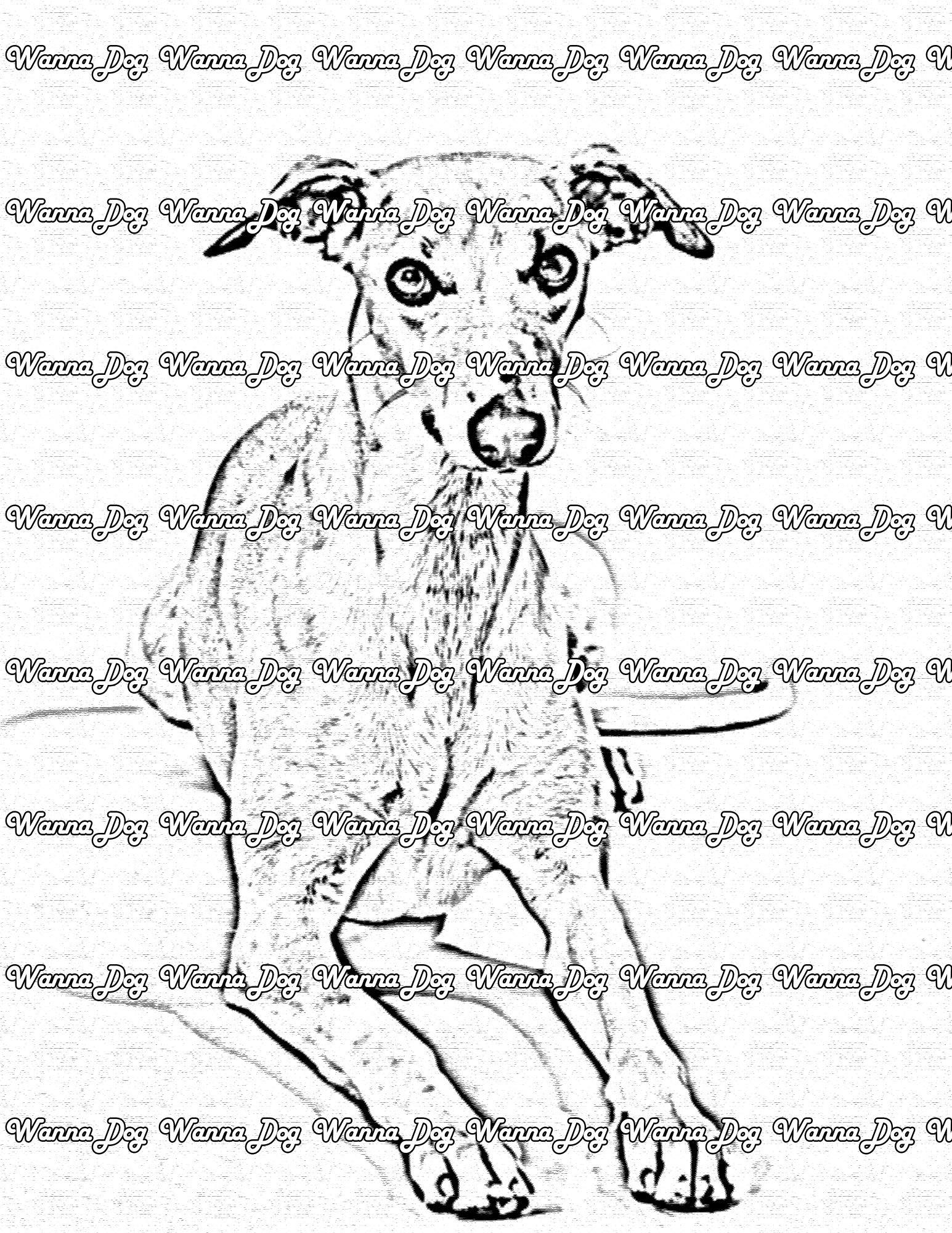 Whippet coloring pages â wanna dog