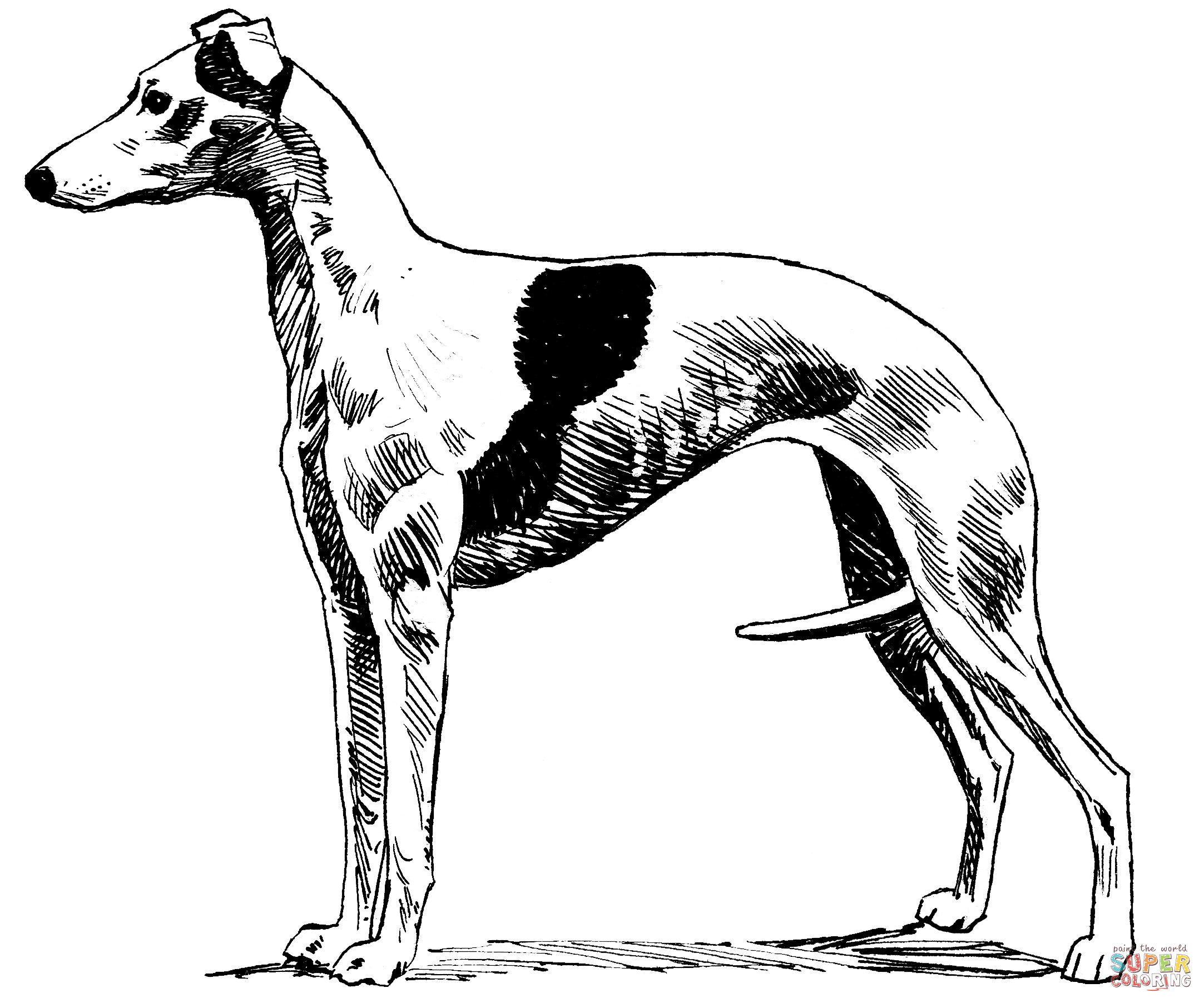 Whippet coloring page free printable coloring pages