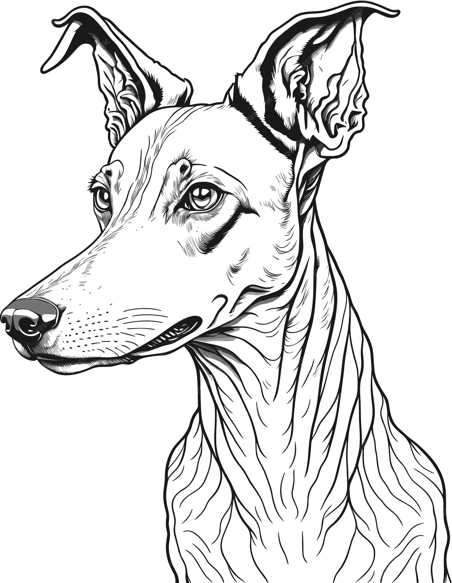 Premium vector free vector dog outline animal concept isolated vector whippet
