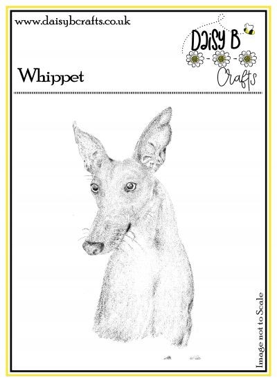 Whippet image