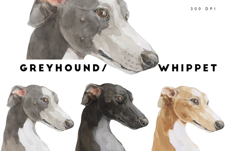 Greyhoundwhippet dog breed watercolor clipart set