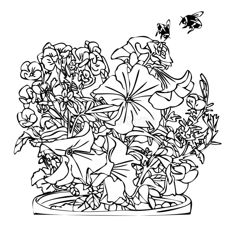 Bouquet of garden petunias on a white background line drawing coloring book for adults and children contour style stock illustration