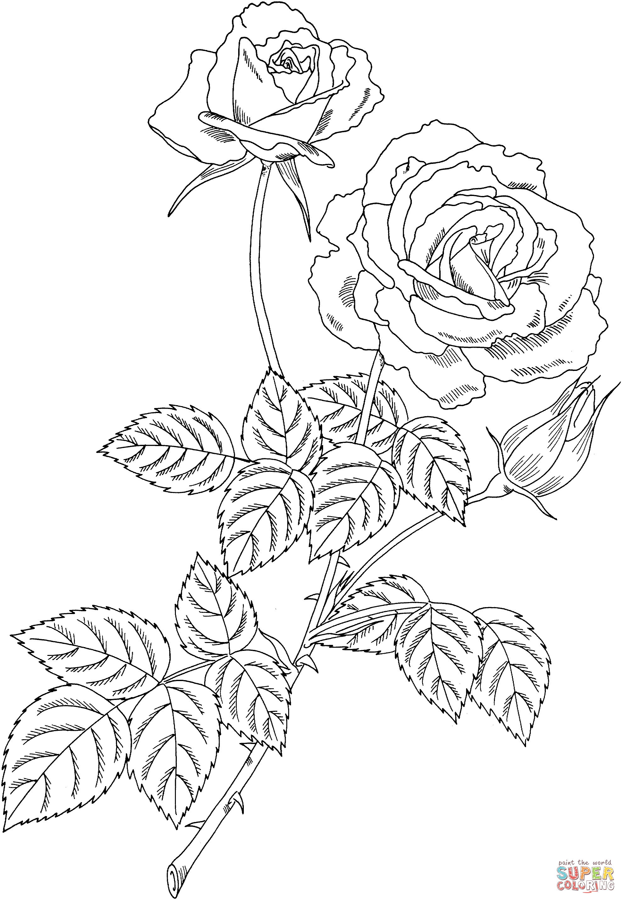 Magic hybrid tea bush rose coloring page free printable coloring pages