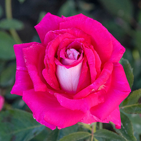 Picture perfectâ hybrid tea rose gurneys seed nursery co