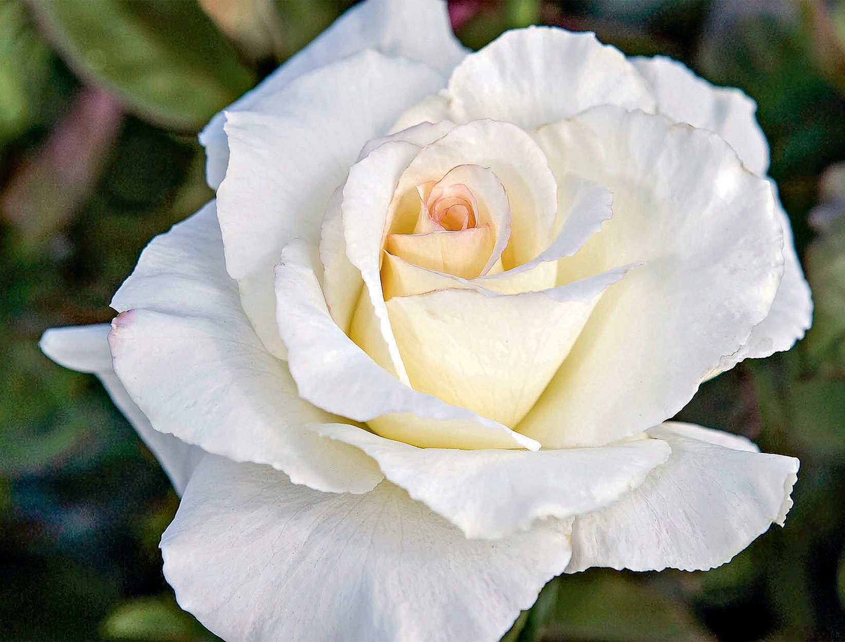 Lowes white rose l in the roses department at