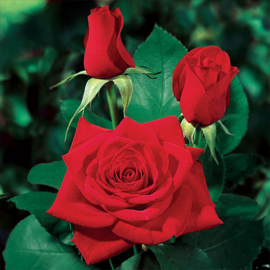 Olympiad hybrid tea rose jackson and perkins