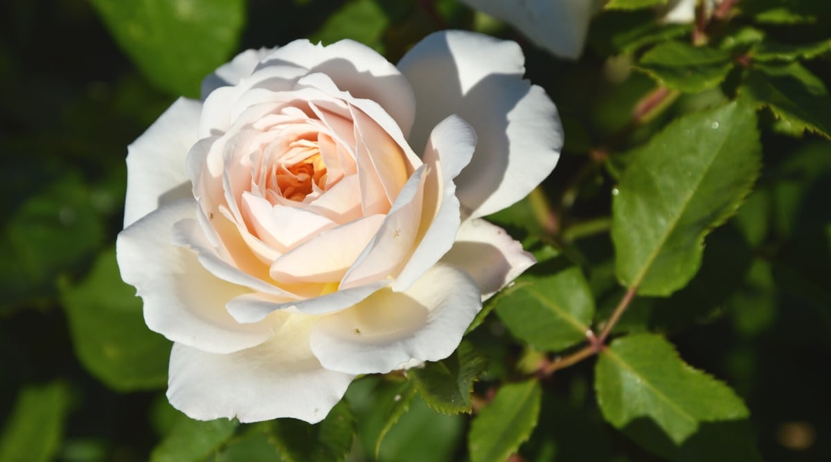 Beautiful white rose varieties to grow this season