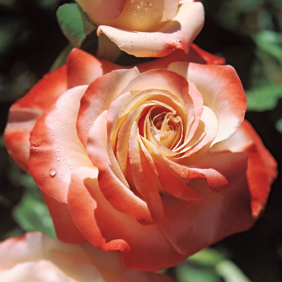 Sheer magic hybrid tea rose jackson perkins