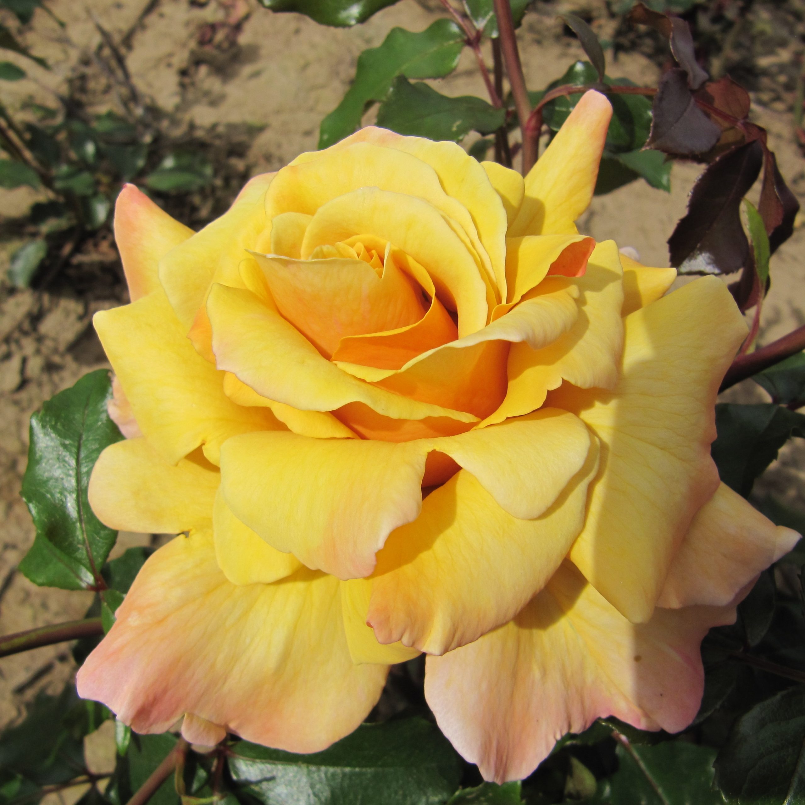 Magic moment rose tan and lilac hybrid tea style roses