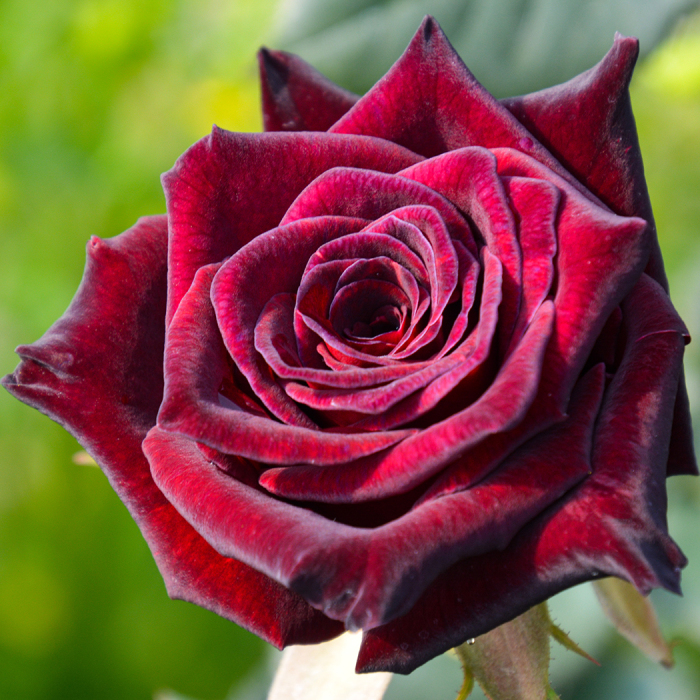 Black baccaraâ hybrid tea rose hybrid tea roses edmunds roses