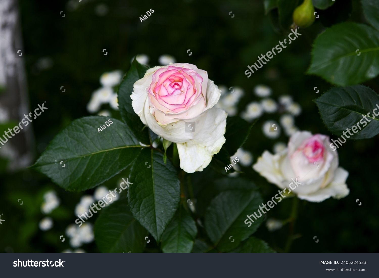 Pink edge rose images stock photos d objects vectors