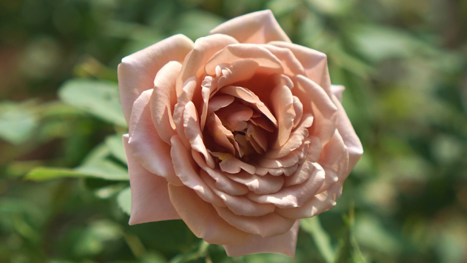 Neutral colored roses you can grow this season