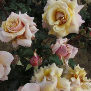 Magic moment rose tan and lilac hybrid tea style roses