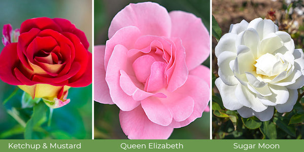 Love your roses try some new varieties