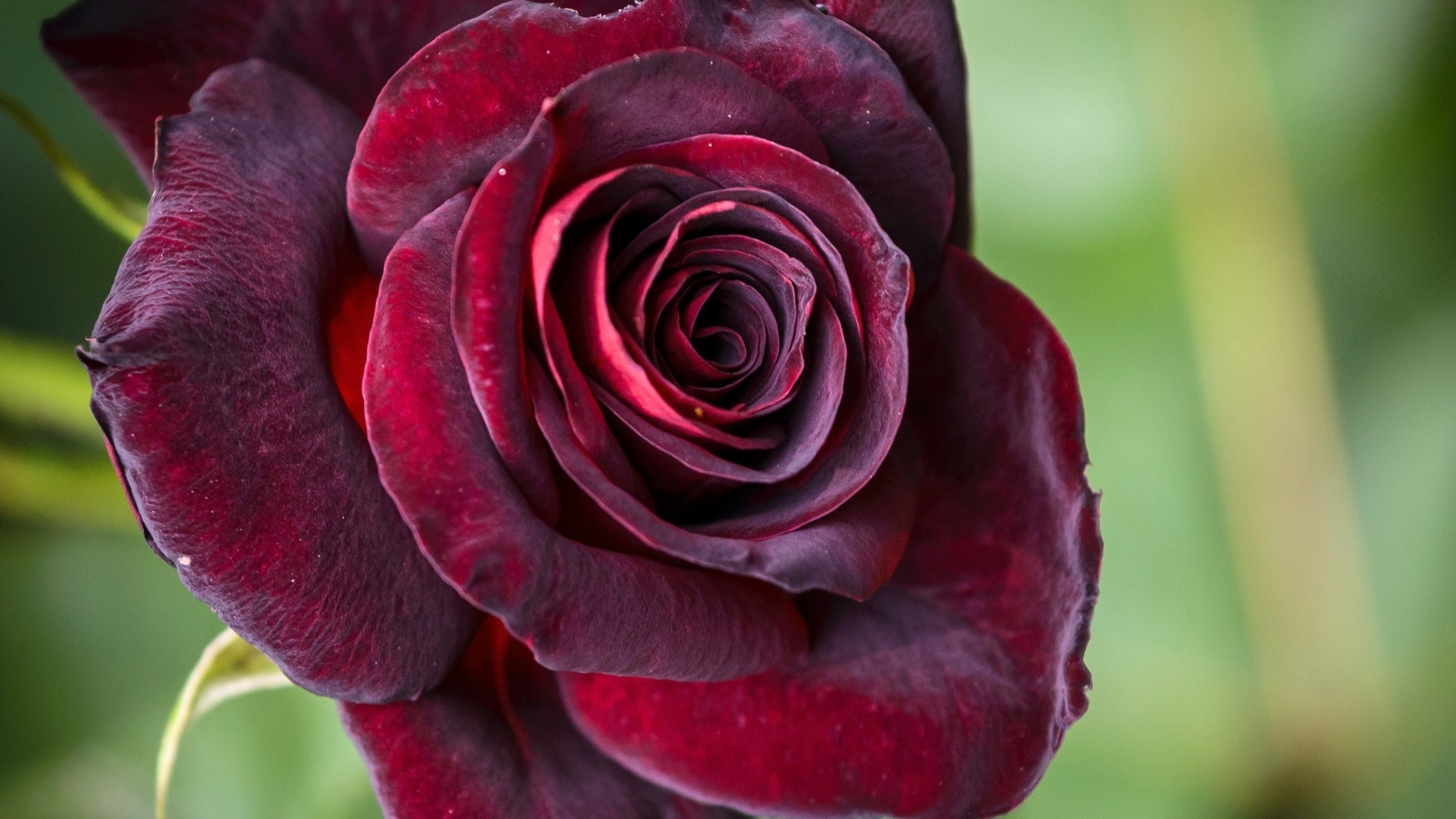 Deep and moody roses for a dramatic garden