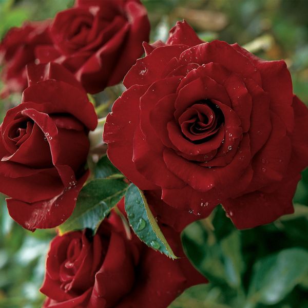 Black magic rose for sale at