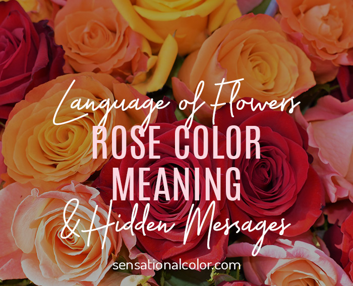 Rose color meaning and hidden messages sensational color