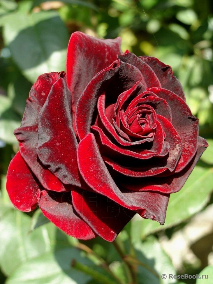 Black magic â eumundi roses