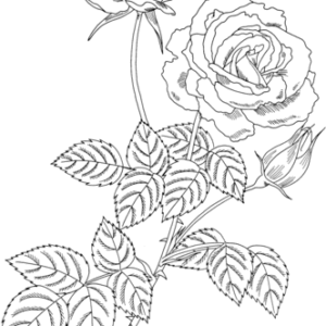 Roses coloring pages printable for free download