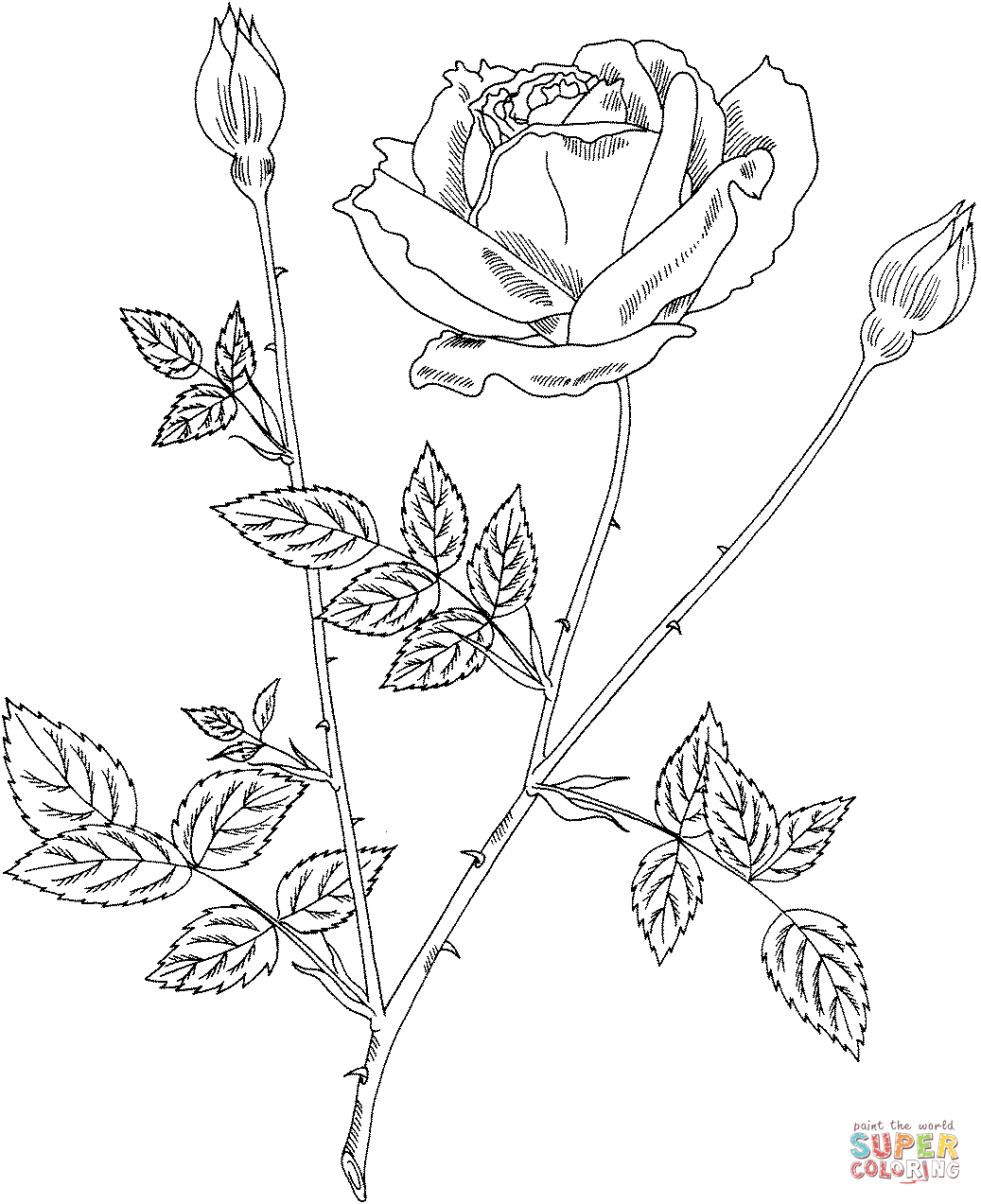 Mister lincoln hybrid tea bush rose coloring page free printable coloring pages