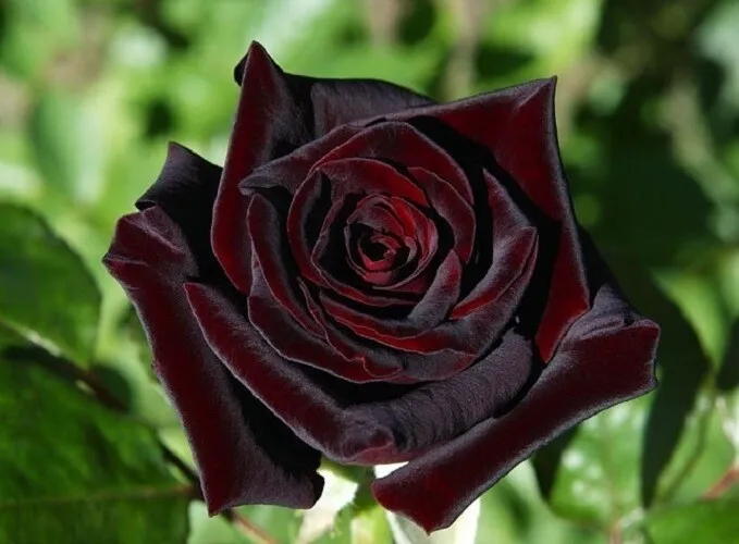 Pcs black baccara hybrid tea rose shrub flower perennial seeds for home garden