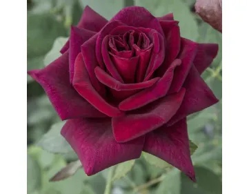 Hybrid tea s red