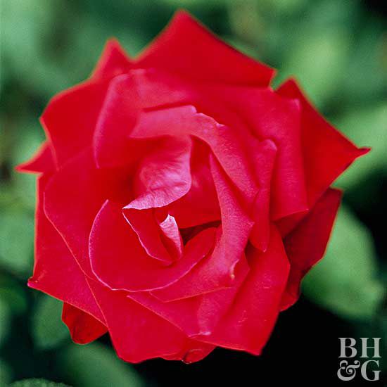 How to plant and grow hybrid tea rose