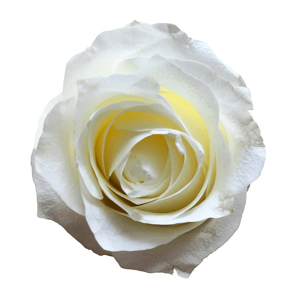 Proud roses classic white rose