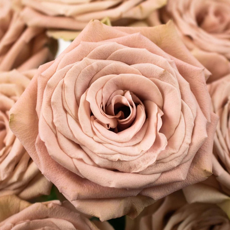 Buy wholesale magic mocca mauve roses in bulk