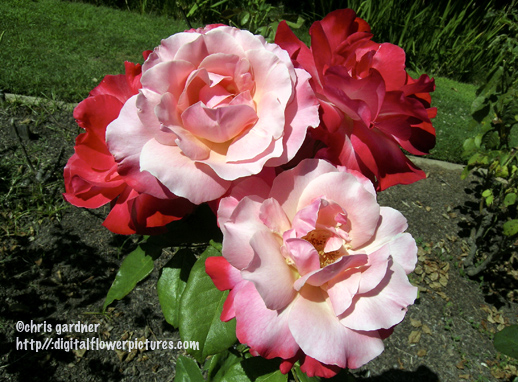 Digital flower pictures hybrid tea rose color magic