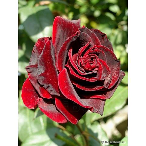 Black magic â eumundi roses