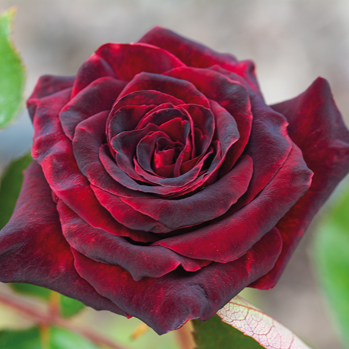 Black baccaraâ hybrid tea rose hybrid tea roses edmunds roses