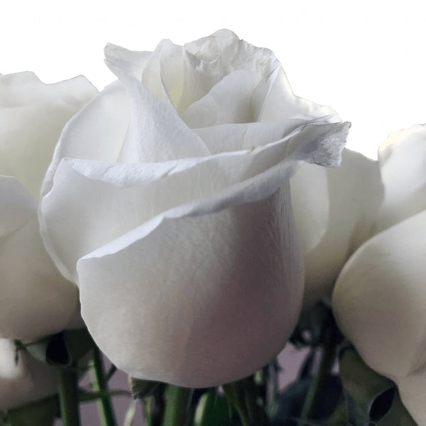 Proud roses classic white rose