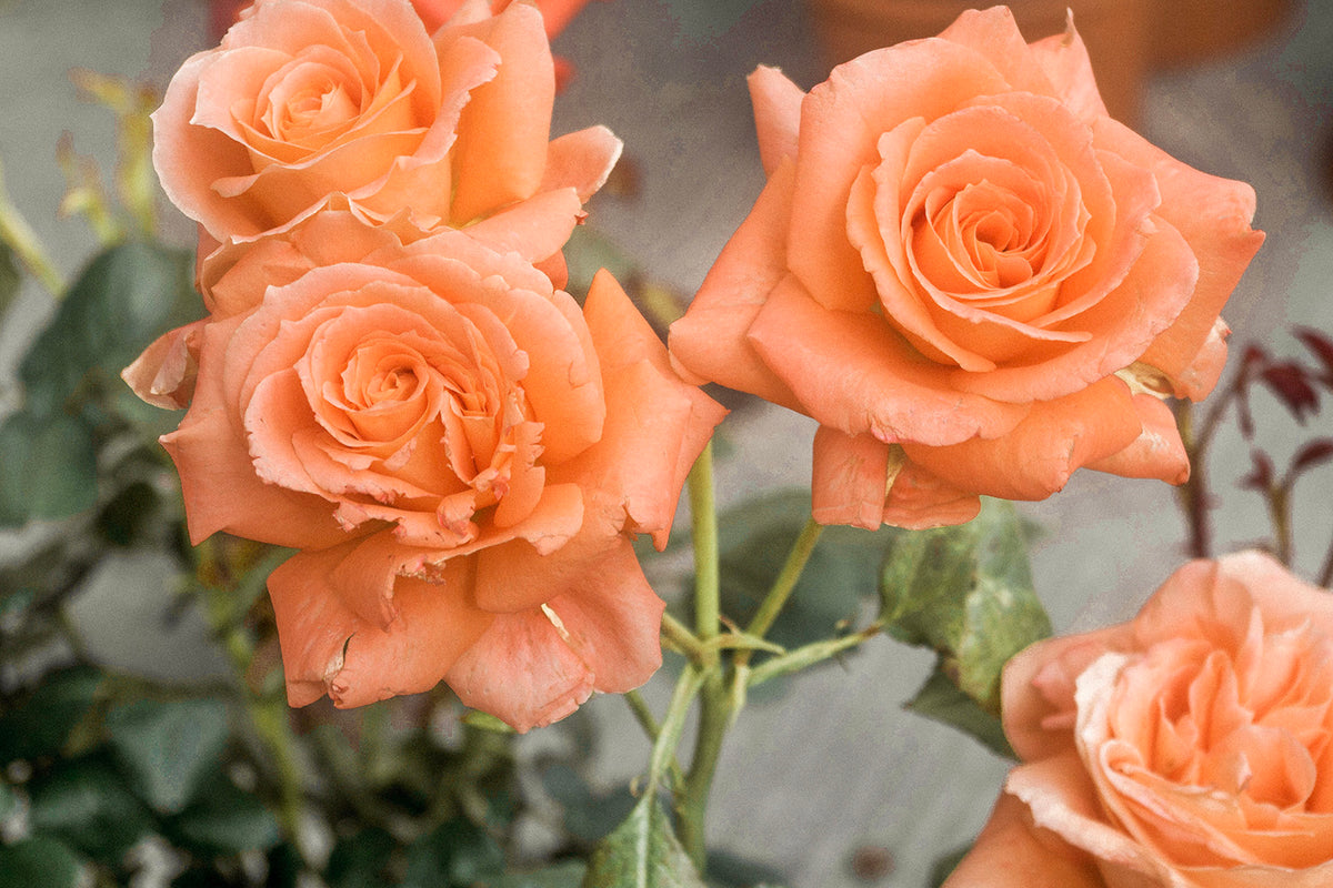 Everything you need to know about roses florapedia