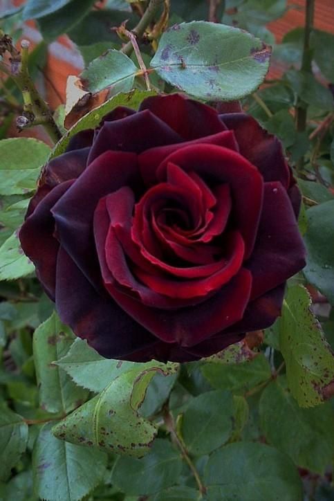 Photo of rose rosa black magic uploaded by manueldalmeida black magic roses rose seeds rose bush seeds